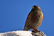 57 Piacevole visita ravvicinata di un bel sordone alpino ('prunella collaris')